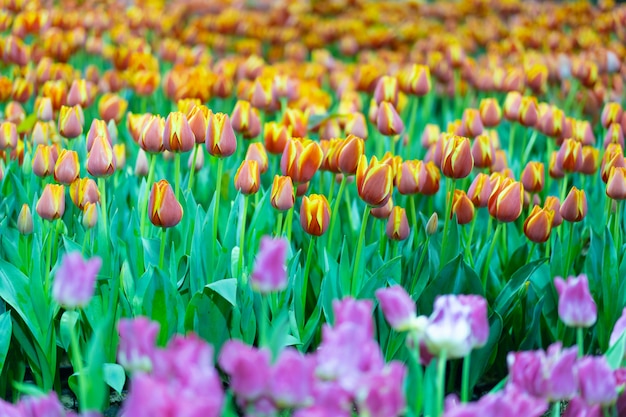 Vista de la flor colorida del tulib en estación de primavera.