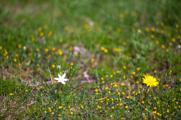 Vista de la flor del diente de león.