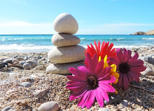 Foto vista de la flor rosa en la playa