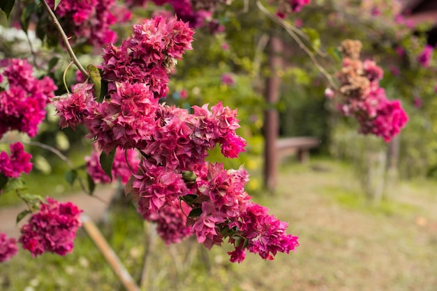 Vista Flor Rosa