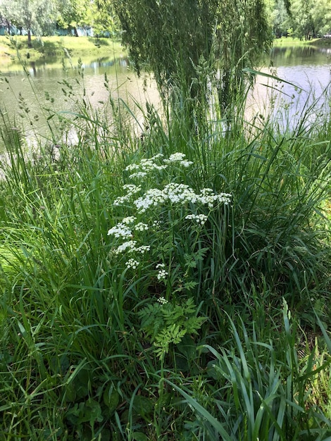 Vista de flor silvestre blanca y lago en un día de verano Ucrania