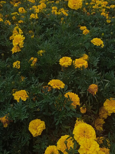 Foto vista de la flor