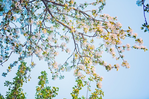 Vista floral florescendo estilo de instagram de macieira