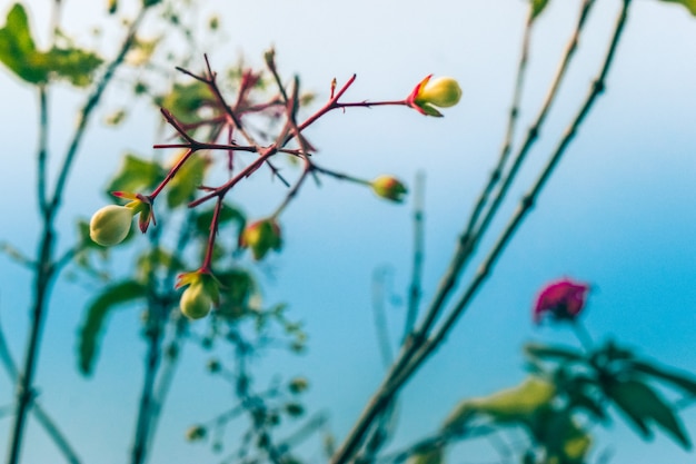 Vista floral de ojo de hormiga