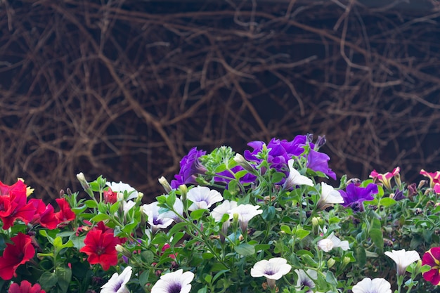 Vista de la floreciente petunia de diferentes colores en el contexto de una vid seca.