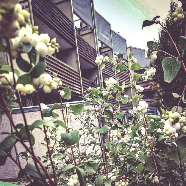 Vista de las flores desde un ángulo bajo