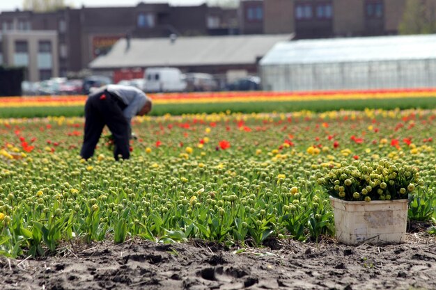 Foto vista de las flores en el campo