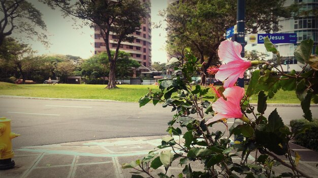 Foto vista de las flores en la ciudad