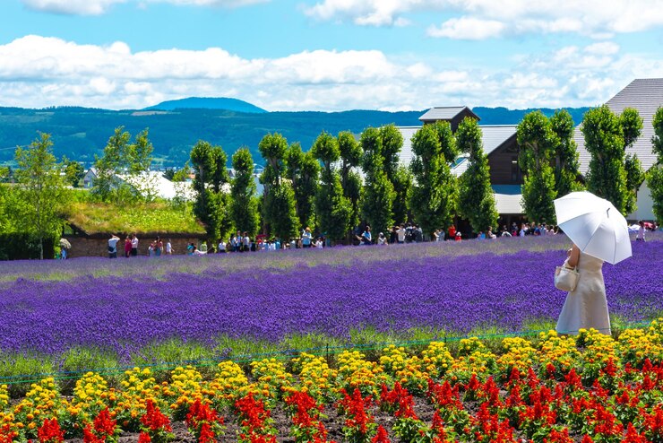 Vista de flores coloridas en plena floración en un día soleado de verano en la granja Tomita Furano Hok