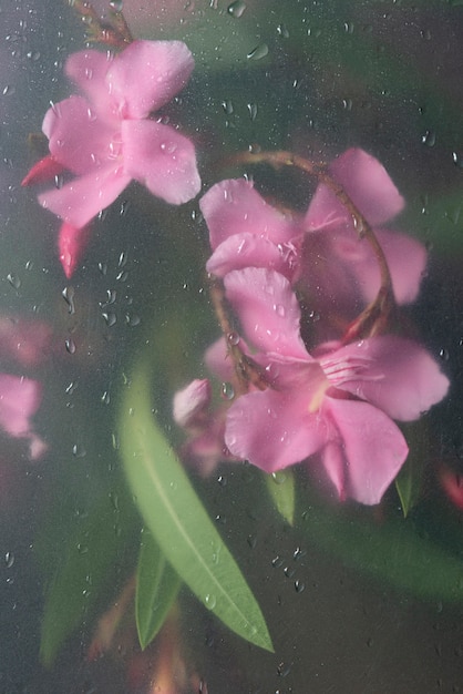 Vista de flores detrás de un vidrio con gotas de agua