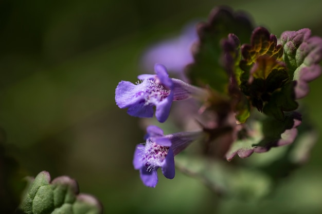 Foto vista de flores naturales borrosas