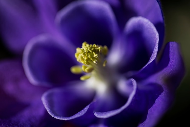 Foto vista de flores naturales borrosas