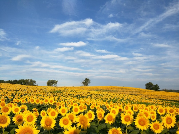 Foto vista de las flores que crecen en el campo