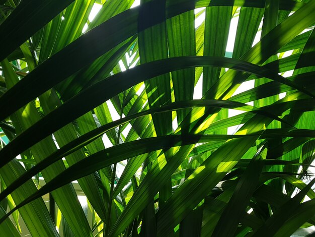 Una vista del follaje de las palmeras en la selva a través del cual la luz del sol penetra. Concepto de fondo, vida silvestre, naturaleza, paisaje, trópicos.