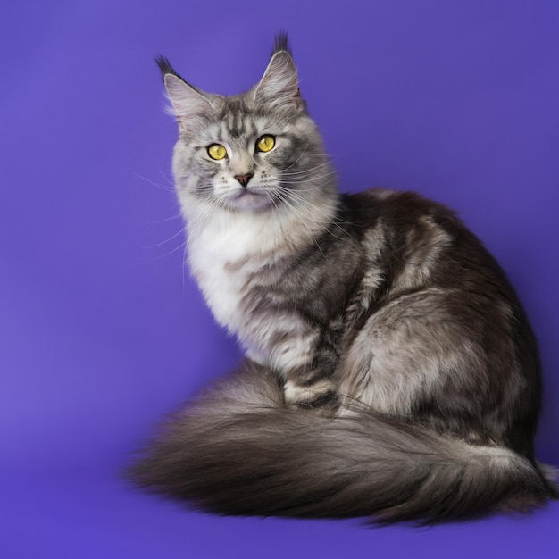 Vista de formato cuadrado de Longhair Maine Coon Cat con ojos amarillos mirando a la cámara sobre fondo azul.