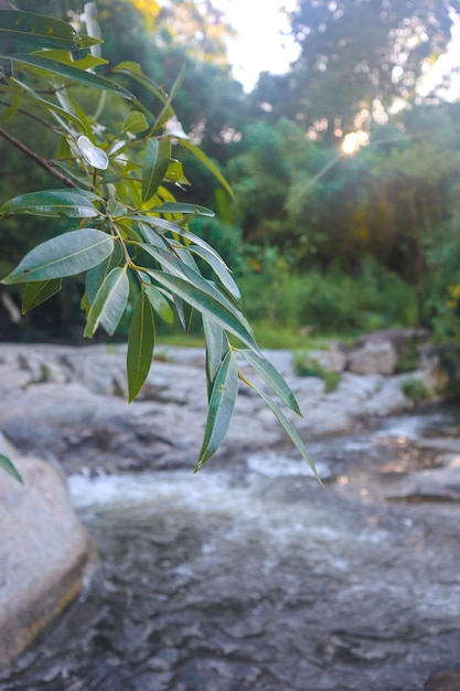 Vista fresca en la cascada de Chreav