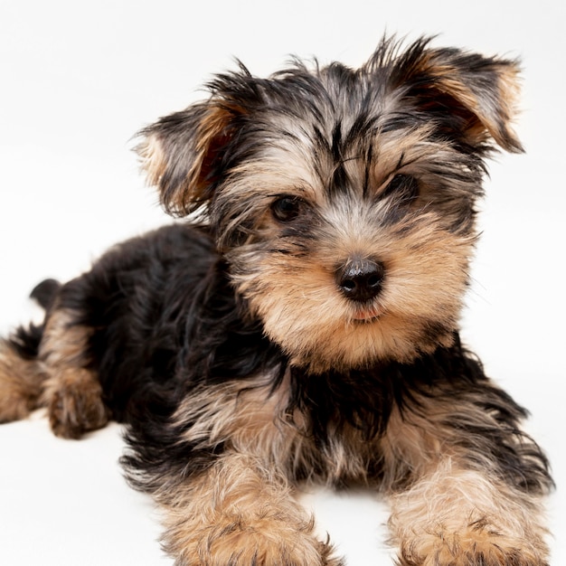 Foto vista frontal del adorable cachorro de yorkshire terrier