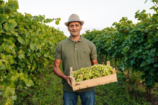 Vista frontal anciano granjero viticultor trabajador hombre con sombrero se encuentra con una caja llena de uvas en sus manos y fondo cansado gran plantación de uva en un clima agradable y claro y soleado