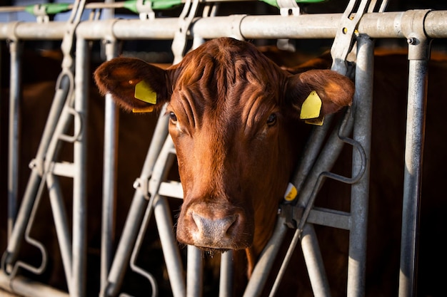 Vista frontal del animal doméstico de vaca señalando la cabeza a través de la cerca en la granja de ganado esperando comida