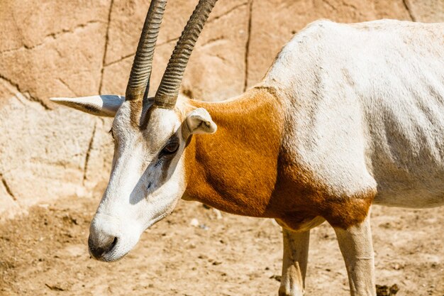 Foto vista frontal del antílope impala en la reserva nacional