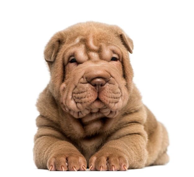 Vista frontal de un cachorro de Shar Pei aislado en blanco