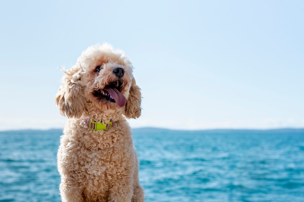 Foto vista frontal de caniche junto al mar