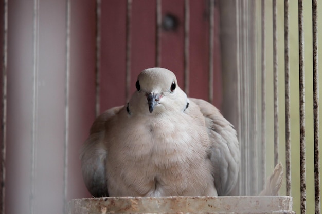 La vista frontal de la cara de una paloma que está incubando sus huevos detrás de la jaula.