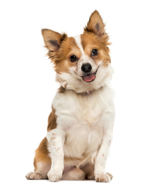 Vista frontal de un chihuahua sentado jadeando aislado en blanco