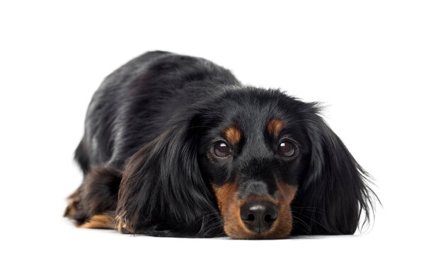 Vista frontal de un Dachshund acostado, aislado en blanco