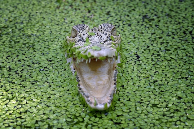 Vista frontal de crocodilos-crocodilos de água salgada entre algas aquáticas