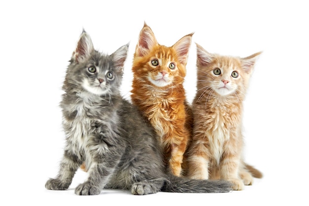 Fileira De Quatro Gatos De Maine Coon Foto de Stock - Imagem de meninos,  quatro: 114542072