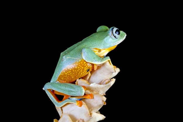 Vista frontal de sapo de árvore Javan na flor seca com fundo preto