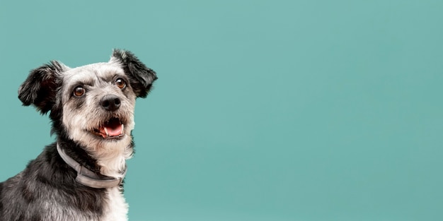Vista frontal de um adorável cachorrinho de raça mista com espaço de cópia