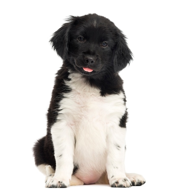 Vista frontal de um cachorro Stabyhoun sentado isolado no branco