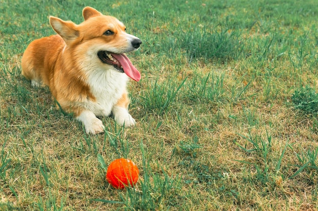 Vista frontal de um corgi brincando com uma bola deitada no gramado