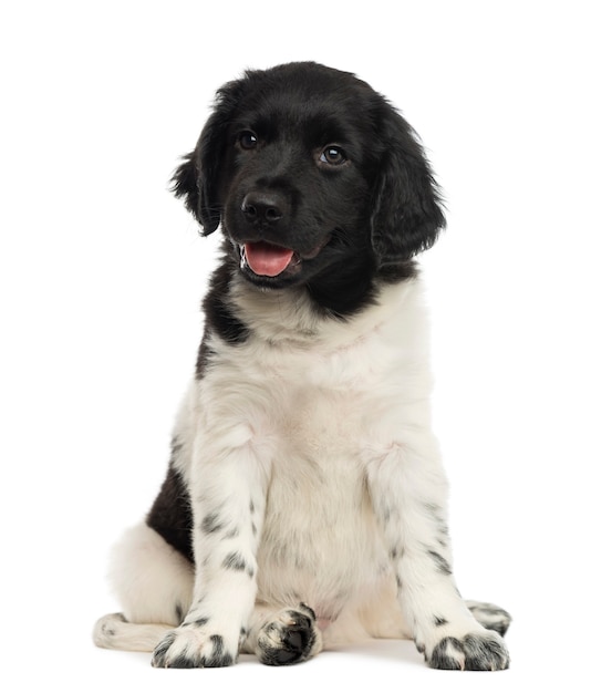 Vista frontal de um filhote de cachorro Stabyhoun sentado ofegante, isolado no branco