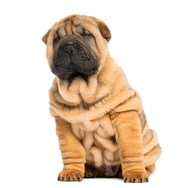 Vista frontal de um filhote de Shar pei sentado e olhando para longe isolado no branco