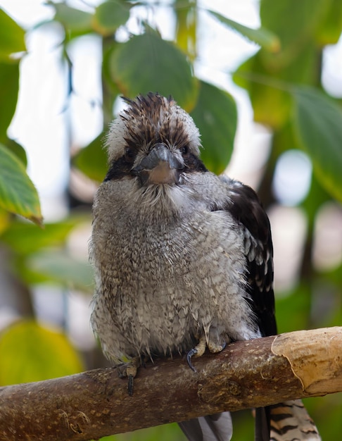 Vista frontal de um Kookaburra empoleirado em um galho de árvore em uma reserva animal Dacelo novaeguineae