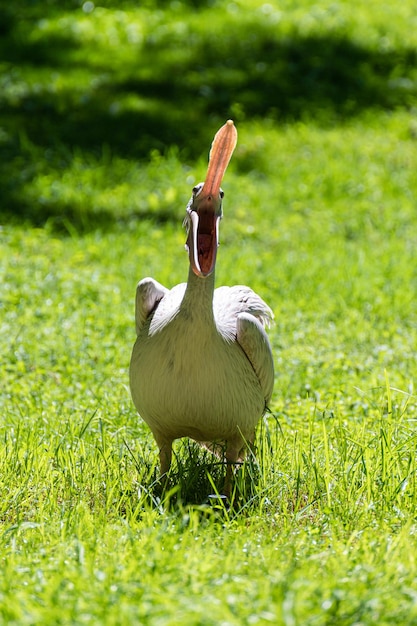 Vista frontal de um pássaro pelicano cinza ou rosa da família Pelicanidae com o bico totalmente aberto na grama