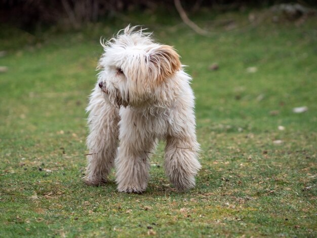 Olivia, Um Cão Pastor Inglês Velho Fêmea Imagem de Stock - Imagem de velho,  olivia: 85523859