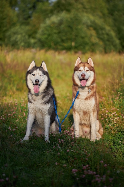 Vista frontal do retrato de dois cães husky siberianos bonitos