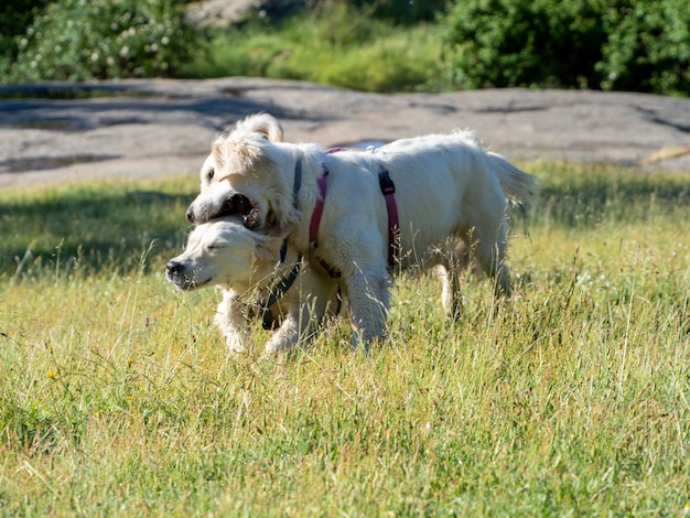 Vista frontal de dos perros jugando en un prado. Dos perros jugando en un campo de hierba en un día soleado.