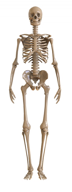 Vista frontal del esqueleto