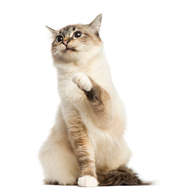 Vista frontal de un gato birmano sentado aislado en blanco