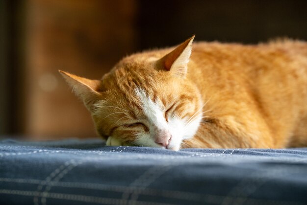 Foto vista frontal de un gato naranja durmiendo en un cojín