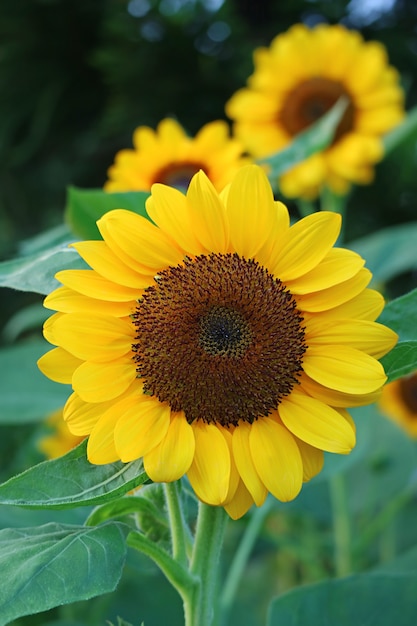 Vista frontal de un girasol amarillo vibrante en el jardín