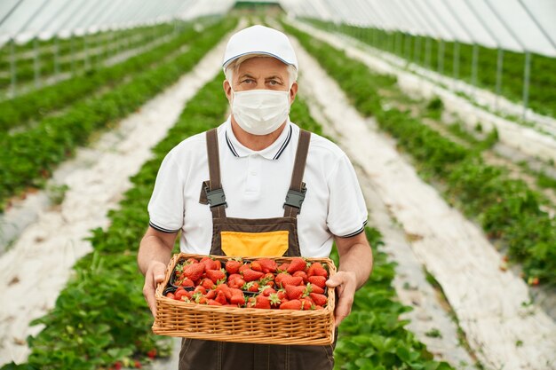 Vista frontal del granjero senior en uniforme y máscara médica de pie en invernadero con canasta llena de fresas recién cosechadas. Concepto de personas y jardinería.