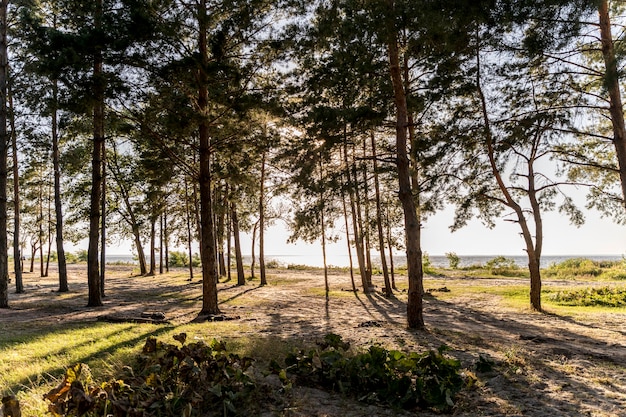 Vista frontal del hermoso paisaje con árboles y sol