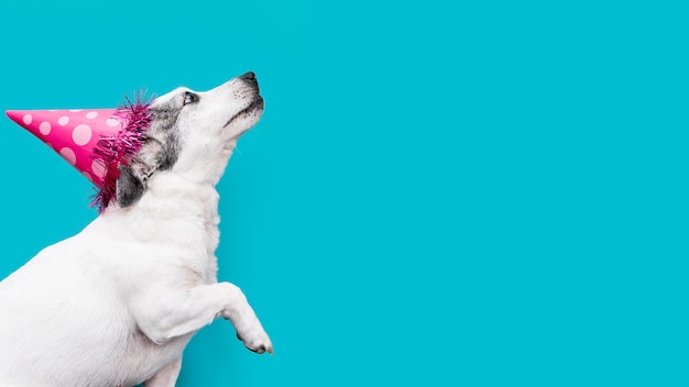 Foto vista frontal del hermoso perro con espacio de copia