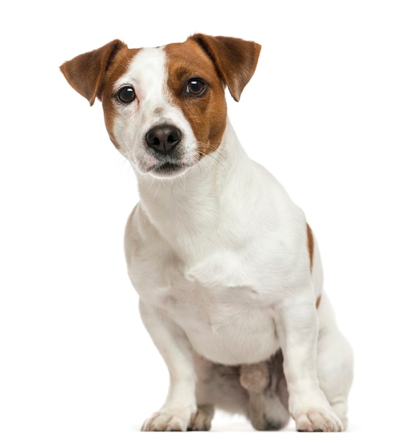 Vista frontal de un Jack Russell Terrier sentado aislado en blanco